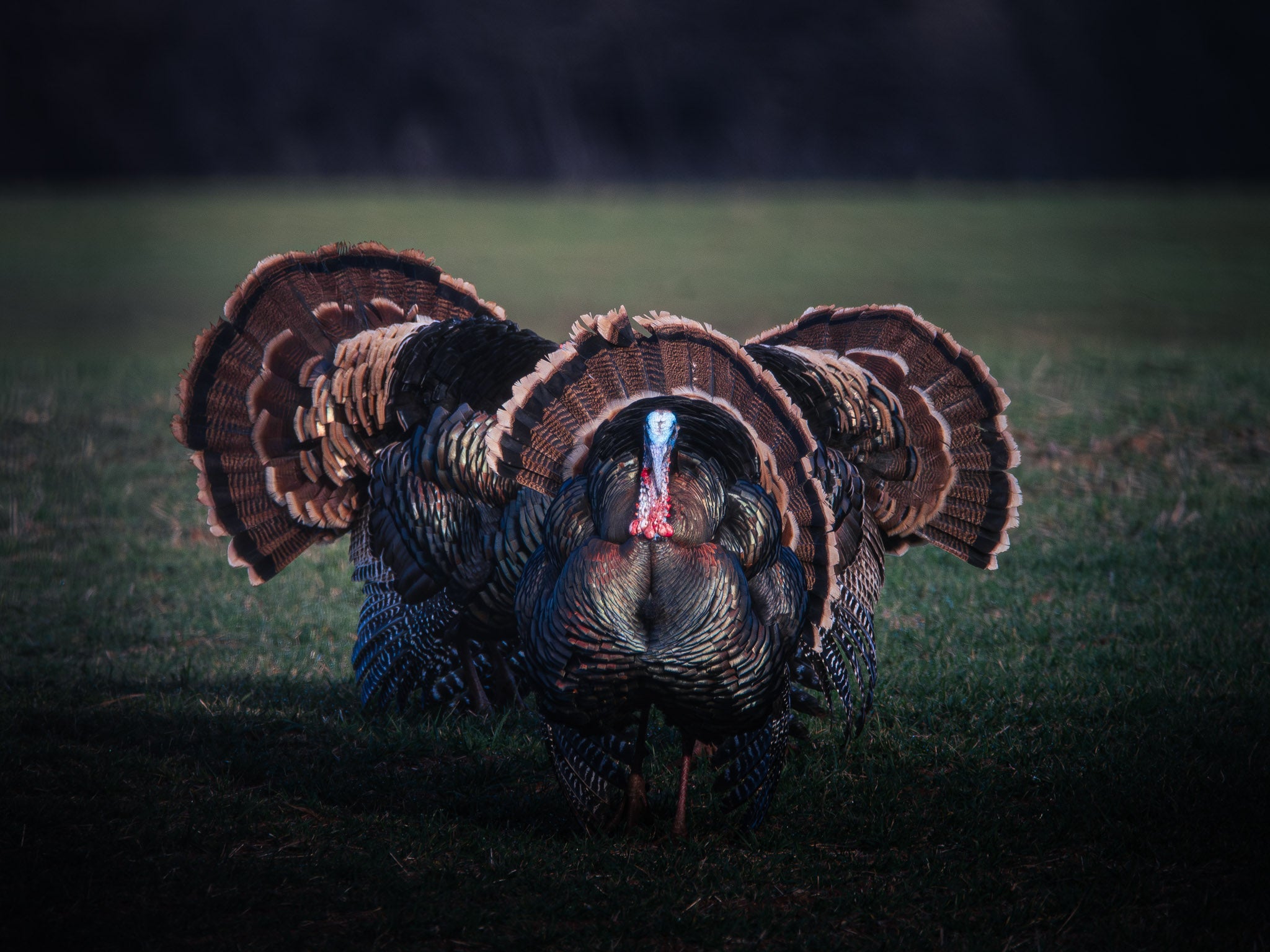 Turkey Collection