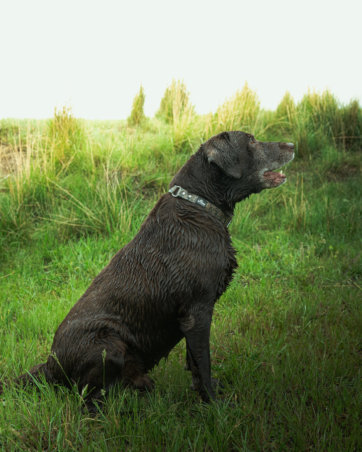 Prene Retriever Duck Camo Collar