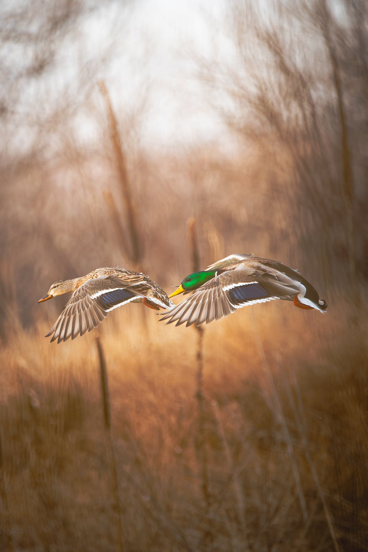 Final Approach - Mallard Pair 12 x 18 Framed Giclee Fine Art Print (Only 5 Available)